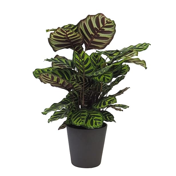 Calathea makoyana