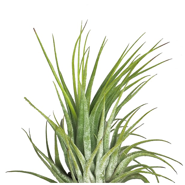 Tillandsia scaposa