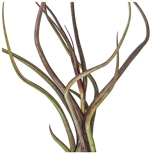 Tillandsia pseudobaileyi