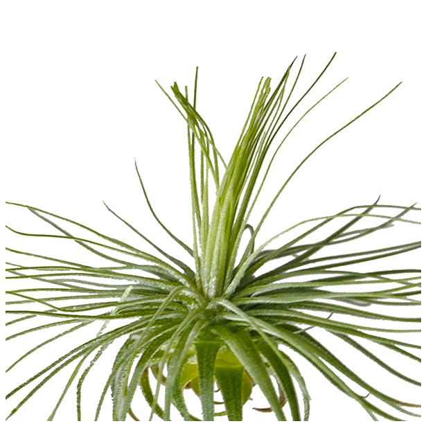 Tillandsia magnusiana