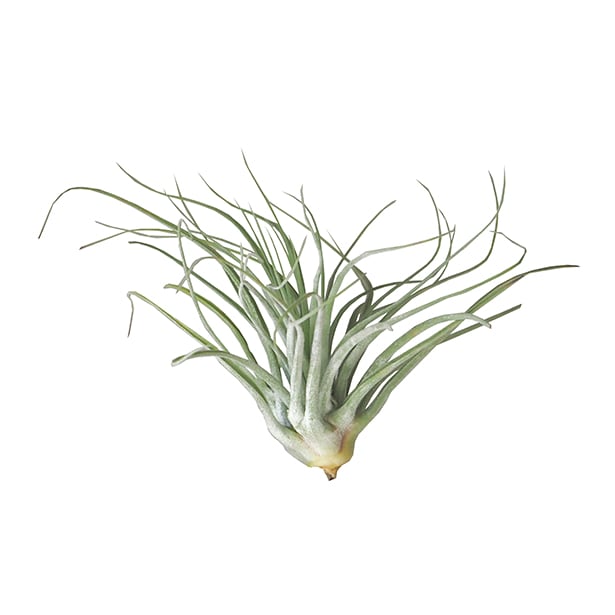 Tillandsia velickiana (syn feldhoffii)