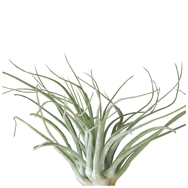 Tillandsia velickiana (syn feldhoffii)