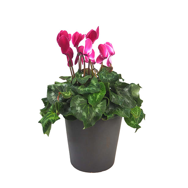 Cyclamen mini (varios colores)