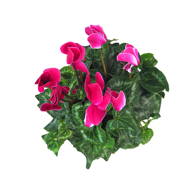 Cyclamen mini (varios colores)