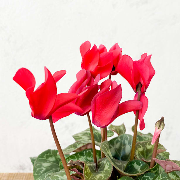 Cyclamen rojo