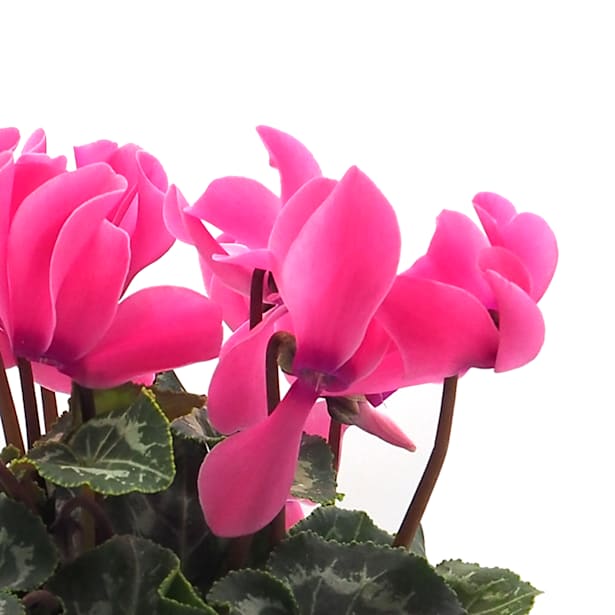 Cyclamen rosa