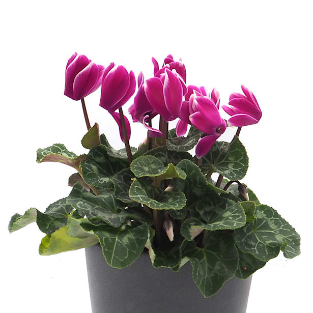 Cyclamen flameado