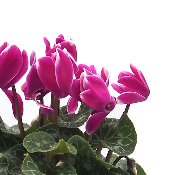 Cyclamen flameado