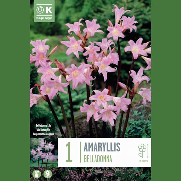 Bulbos Amaryllis bella rosa 1ud