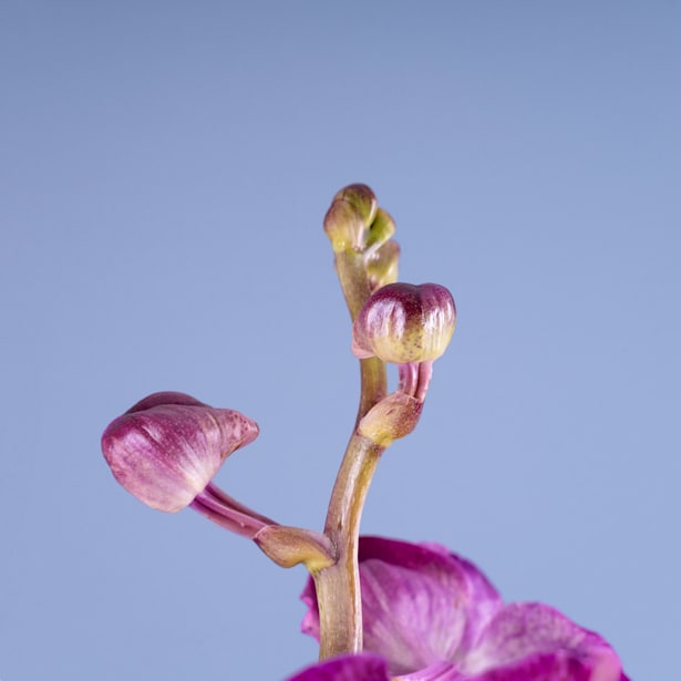 Orquídea Vanda