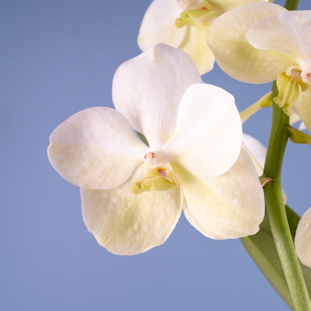 Orquídea Vanda