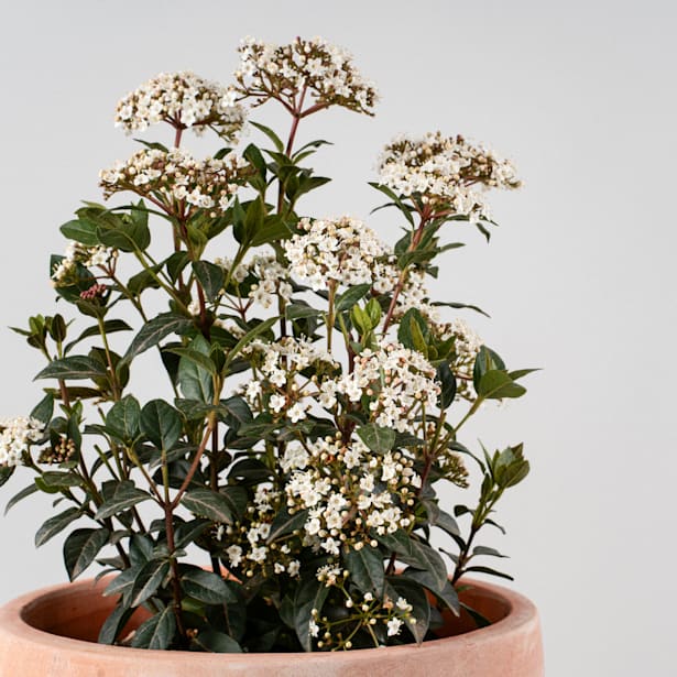 Viburnum tinus (Durillo)