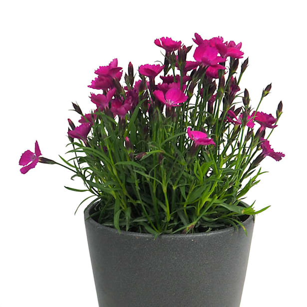 Clavel (dianthus kahori)