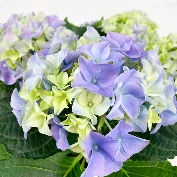 Hortensia de Interior mini