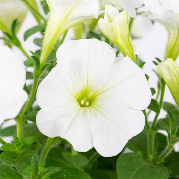 Potunia Blanca