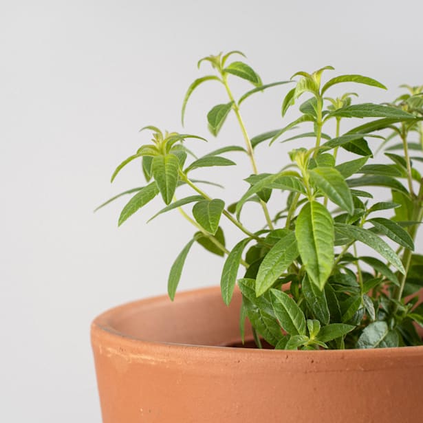 Hierba luisa (aloysia triphilla) - Planta aromática