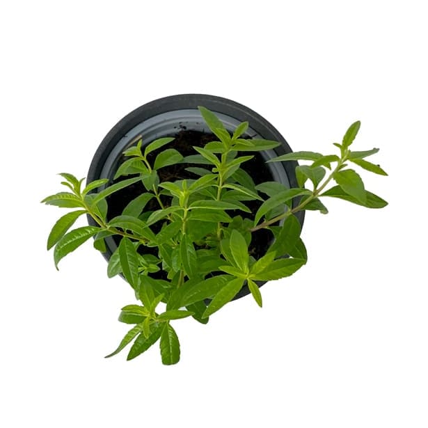 Hierba luisa (aloysia triphilla) - Planta aromática