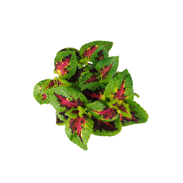 Coleo Solenostemon