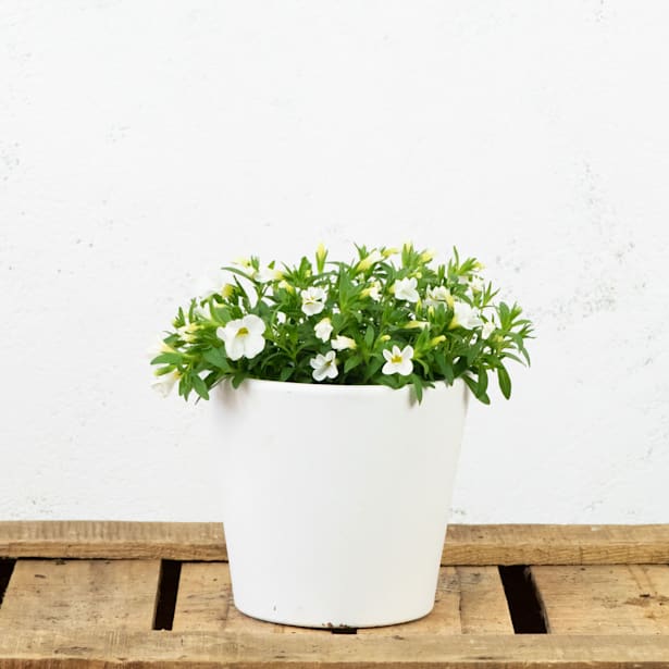 Calibrachoa Blanca