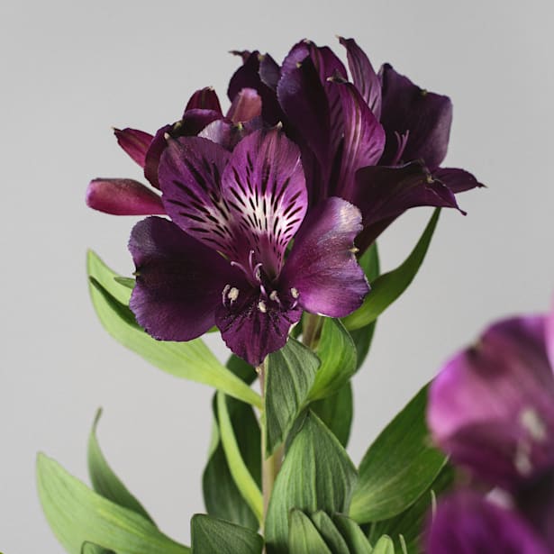 Alstroemeria (colores variados)