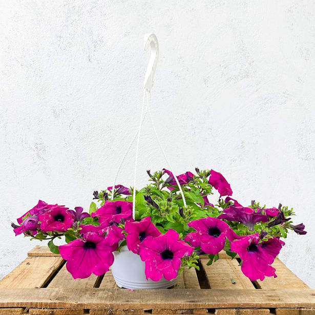 Petunia colgante purpura