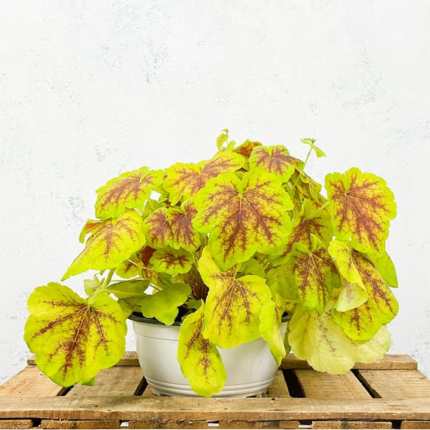 Heucherella hybrida solar eclipse