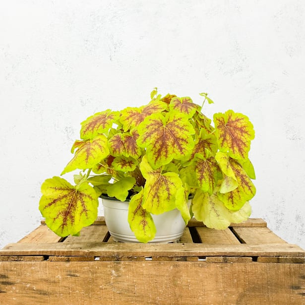 Heucherella hybrida solar eclipse