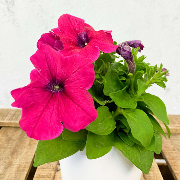 Petunia rosa oscuro