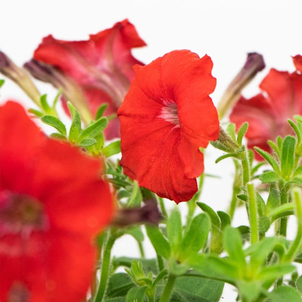 Petunia Milliflora varios colores