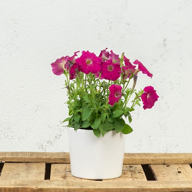 Petunia Milliflora varios colores