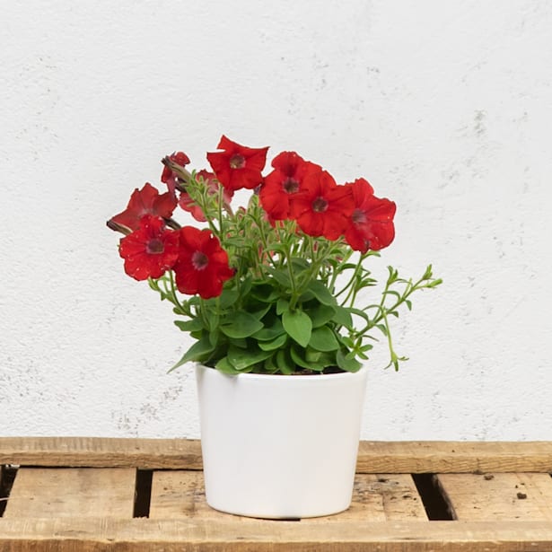 Petunia Milliflora varios colores