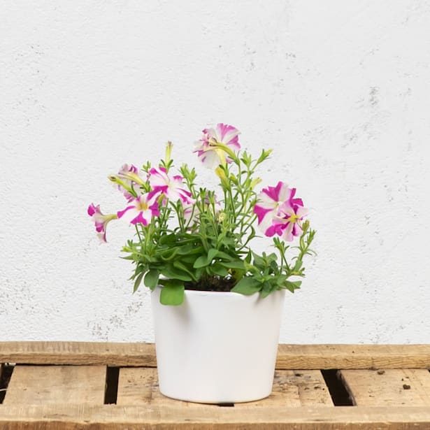 Petunia Milliflora varios colores