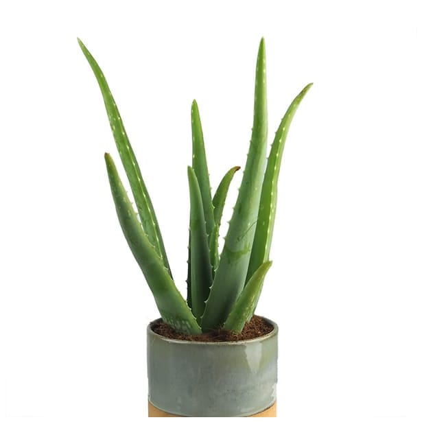 Aloe vera