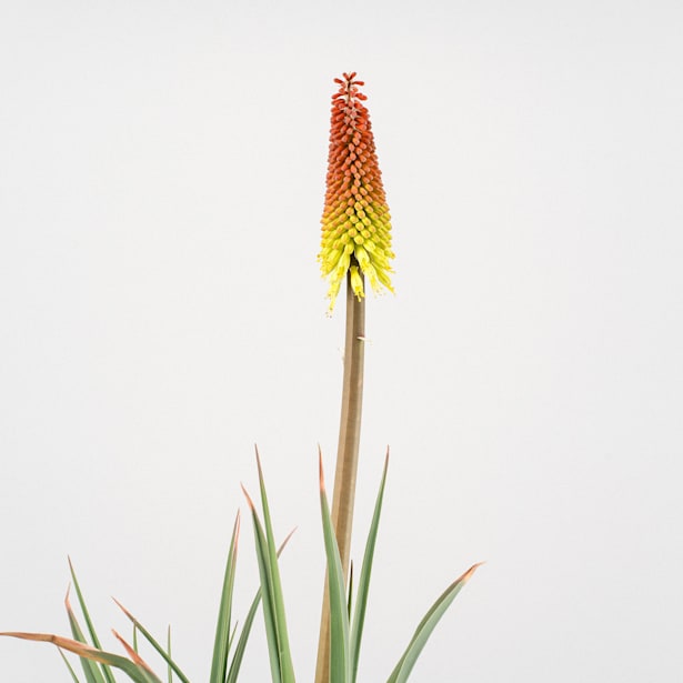 Kniphofia uvaria