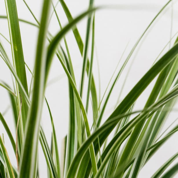 Gramínea Carex oshimensis 'Everest'