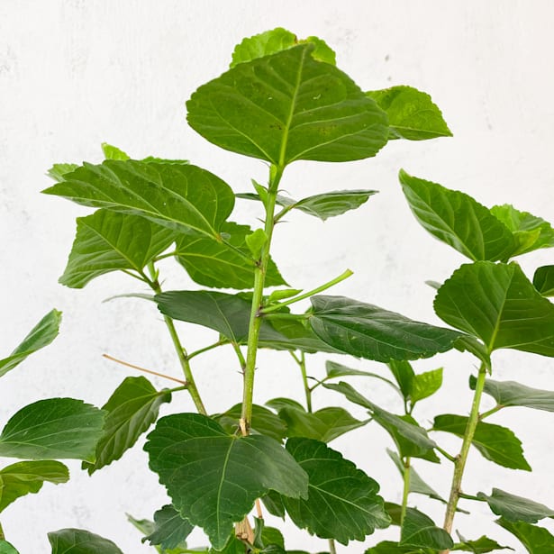 Hibiscus rosa sinensis