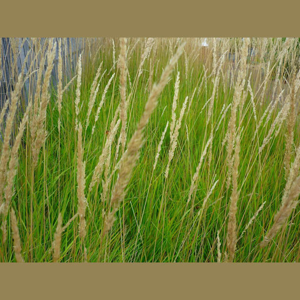 Gramínea Calamagrostis x acutiflora 'Karl Foerster'