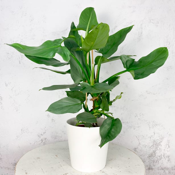 Philodendron hastatum