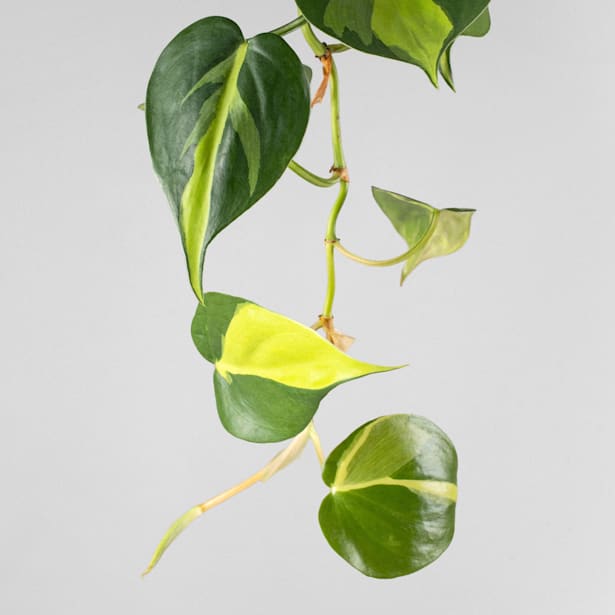 Philodendron scandens 'Brasil'