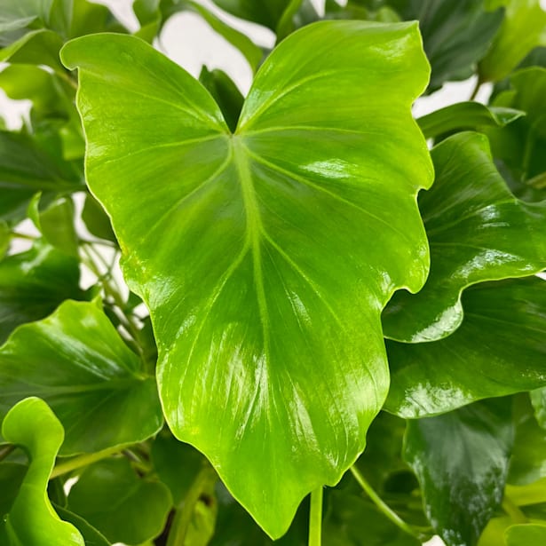 Philodendron bipinnatifidum 'Little Hope'