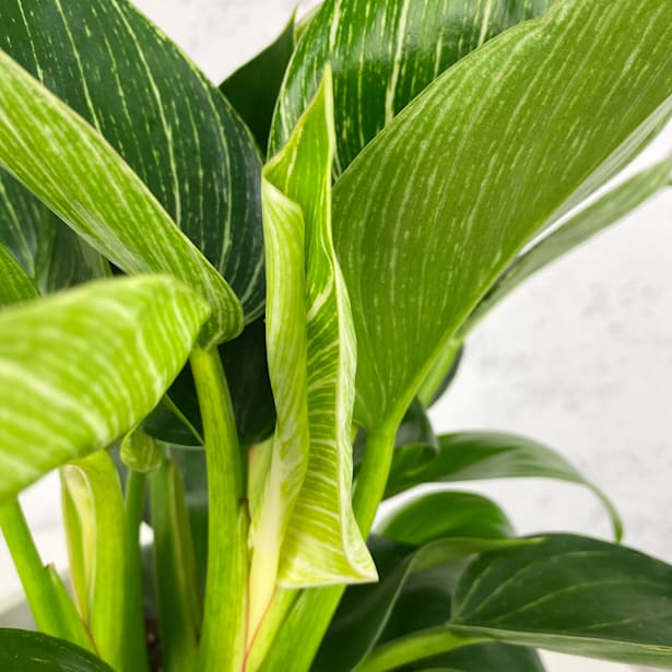 Philodendron erubescens 'Birkin White Wave'