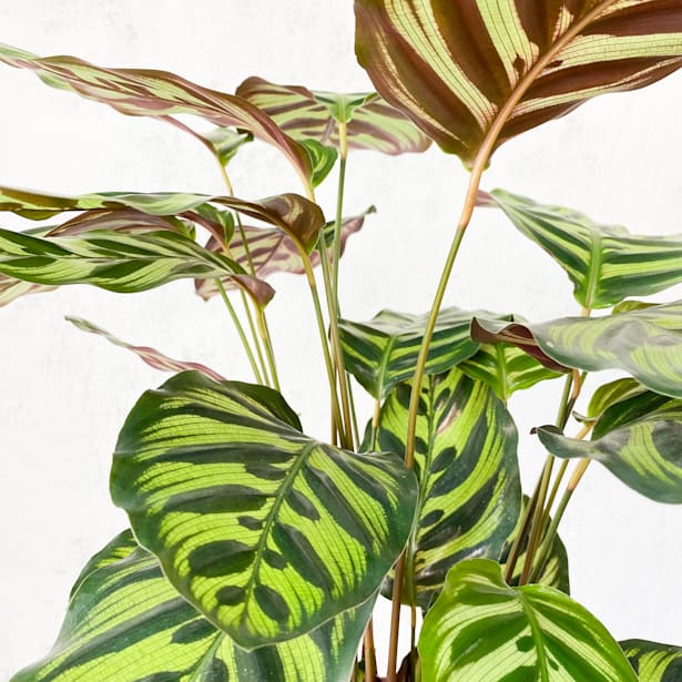 Calathea makoyana