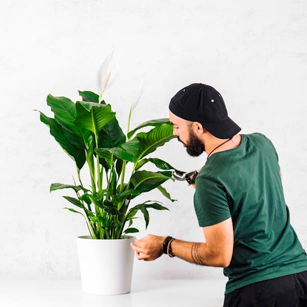 Espatifilo (spathiphyllum)