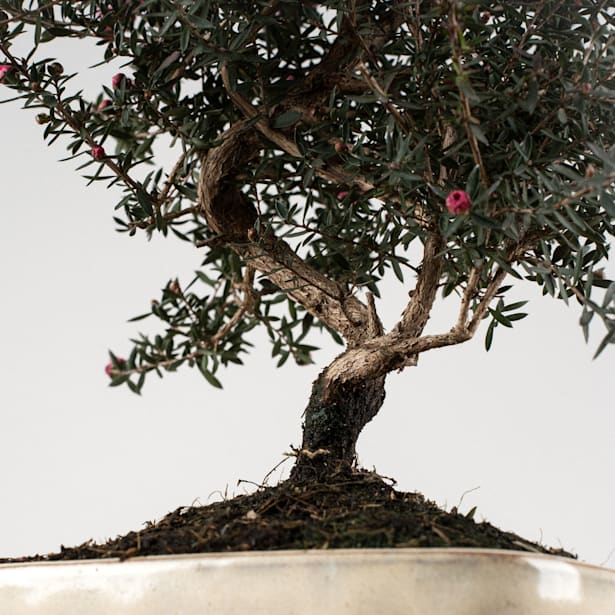 Bonsai Leptospermum (Manuka)