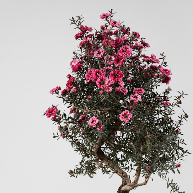 Bonsai Leptospermum (Manuka)