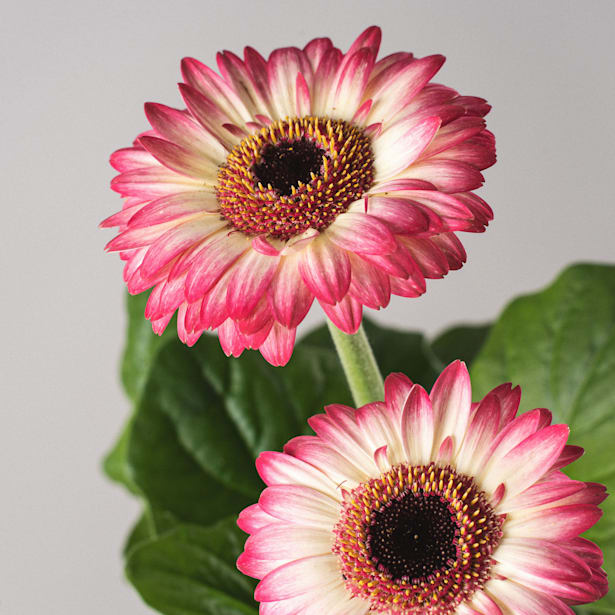 Gerbera en varios colores