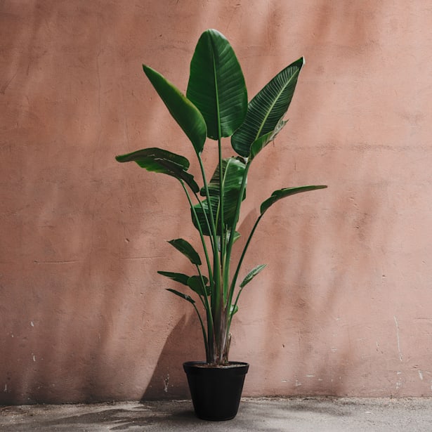 Strelitzia augusta