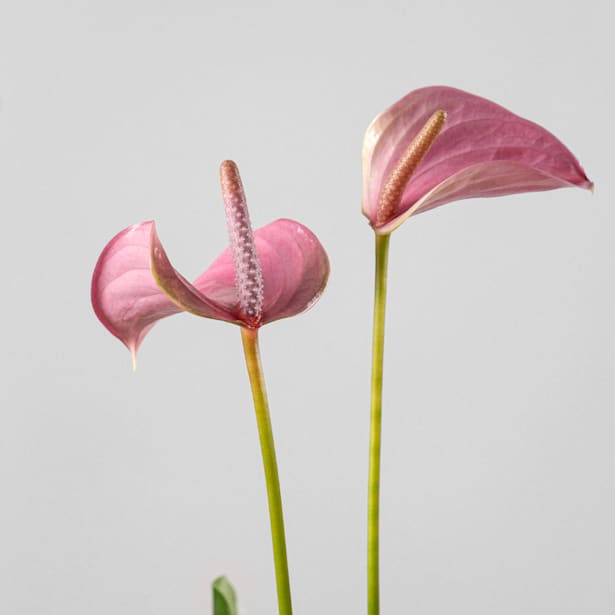 Anthurium 'Joli Pink' Karma®