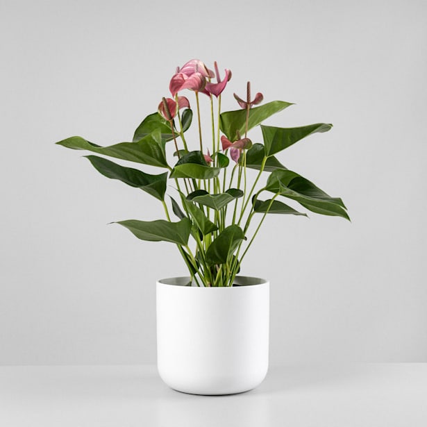 Anthurium 'Joli Pink' Karma®