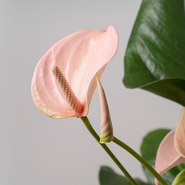 Anthurium 'Joli Peach'